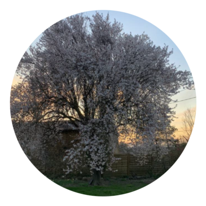 Un cerisier en pleine floraison, baigné par la lumière douce du coucher de soleil, créant une ambiance paisible.