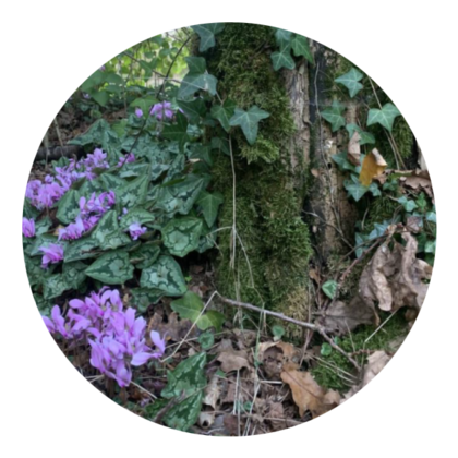Des fleurs violettes délicates poussent dans un coin ombragé de la forêt