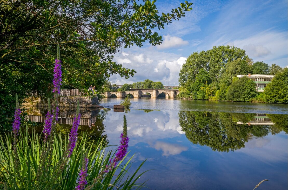 Rivière Vienne à Limoges, ornée de fleurs violettes et surplombée par un pont pittoresque.